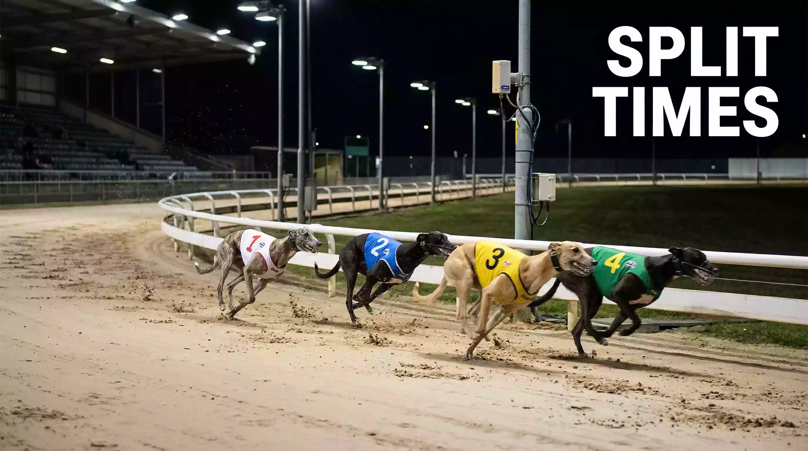 Greyhounds racing around the first bend on a floodlit sand track