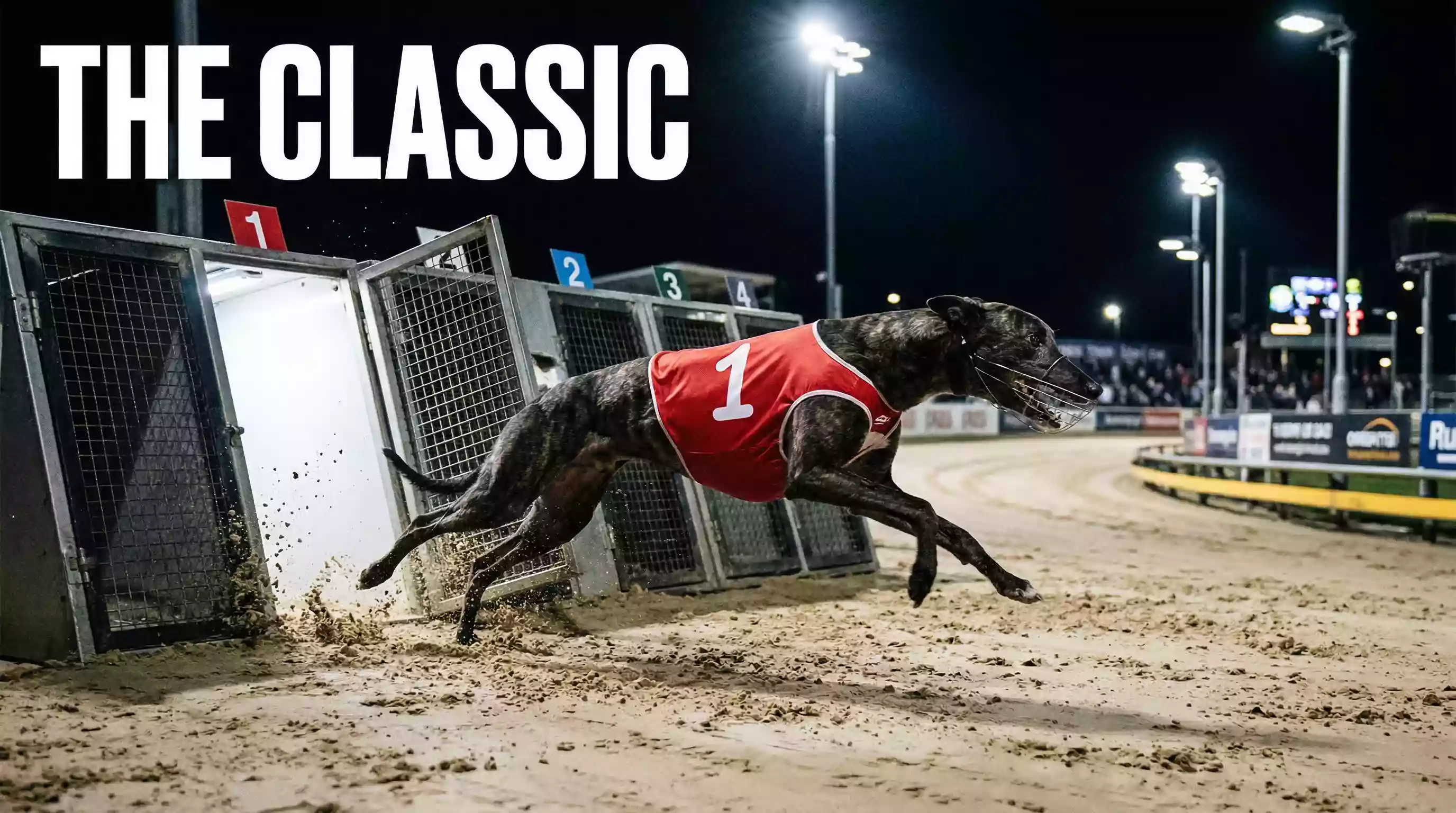 Greyhound sprinting out of the traps on a floodlit sand track during a Category One race