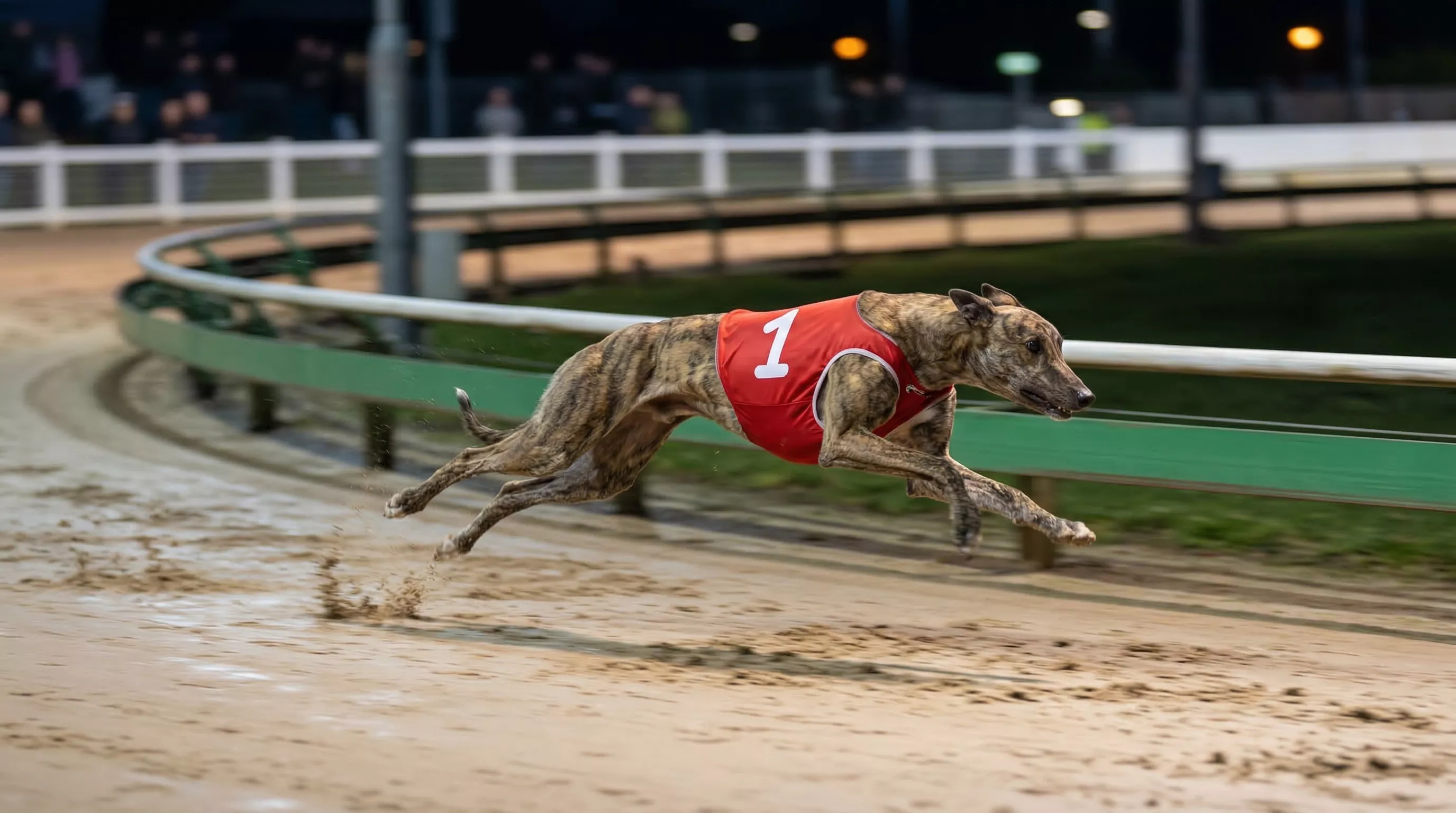 Greyhound racing at full speed on an oval sand track at Sunderland stadium