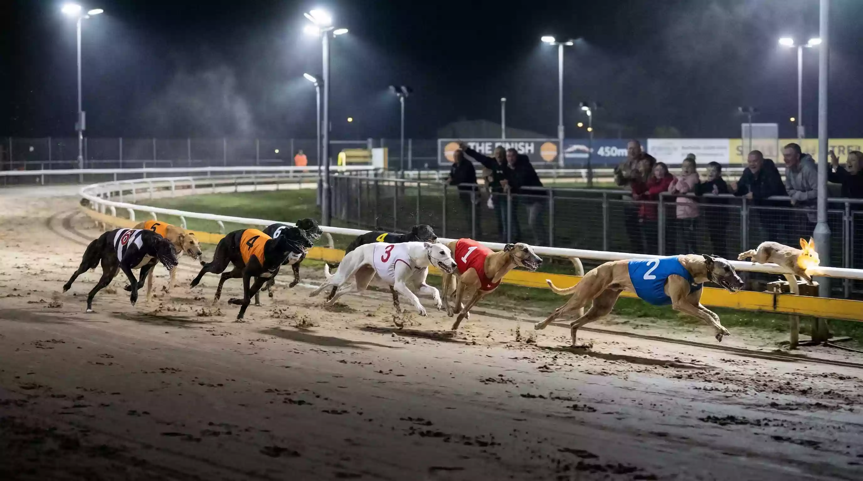 Greyhounds racing on a floodlit track showing the intensity of a 450-metre standard distance race