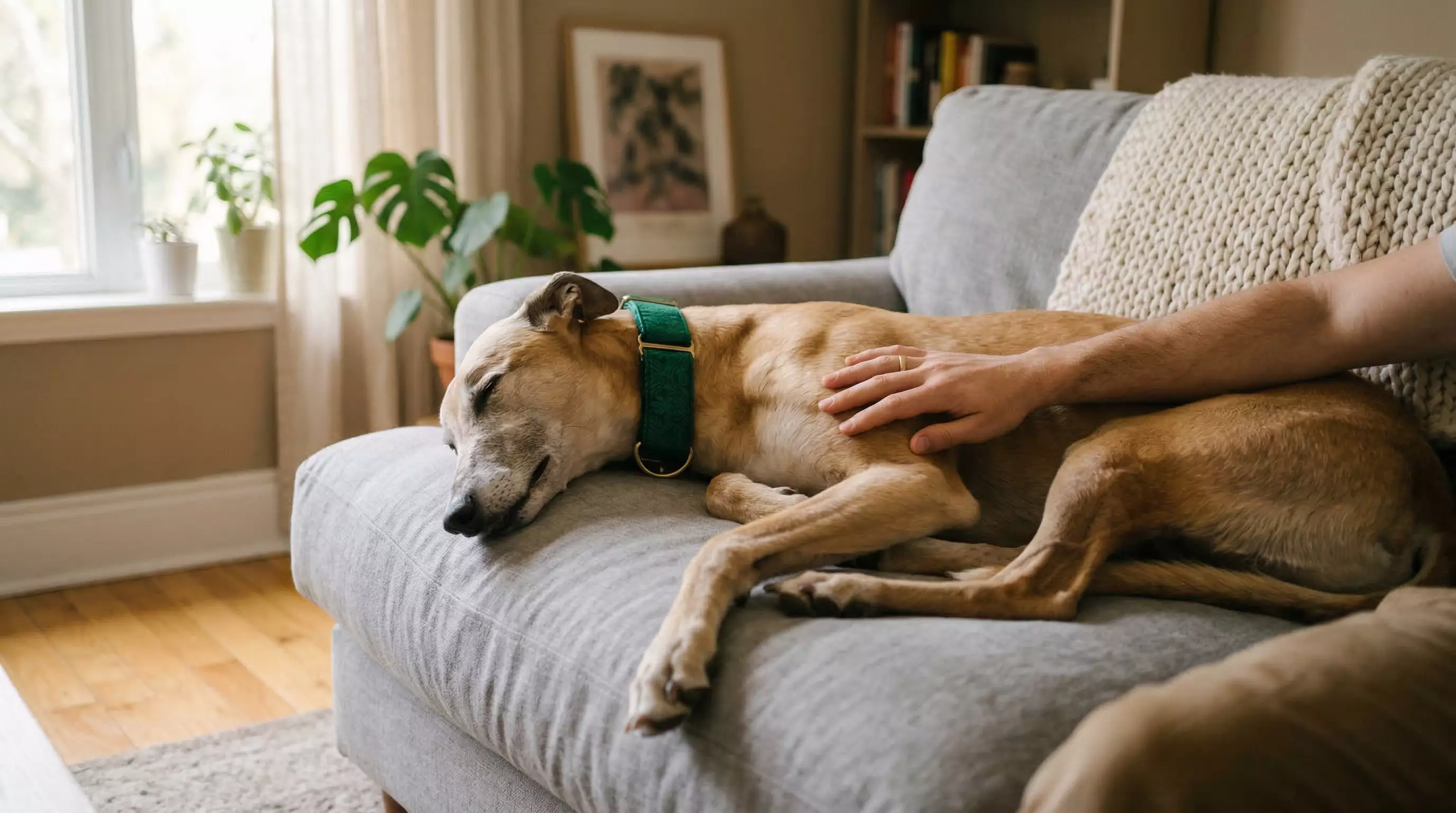 Retired greyhound resting on a sofa in a family home after adoption